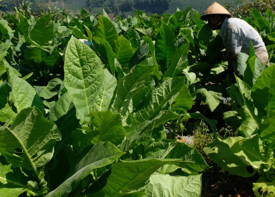 18.519 Hektare Lahan Tembakau di Temanggung Siap Dipanen