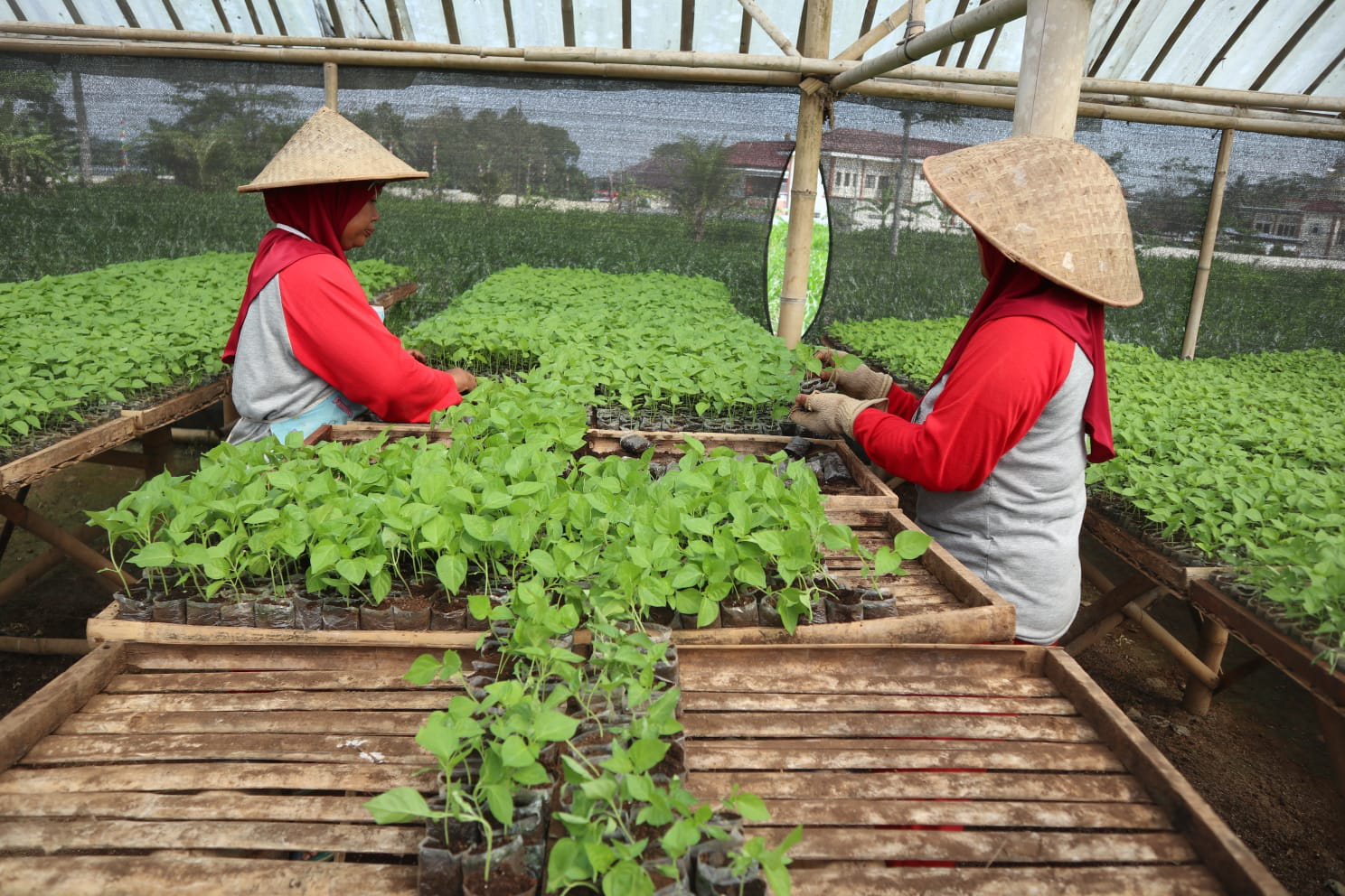 Usaha Pembibitan Tanaman Sayuran Tetap Berjaya Saat Pandemi