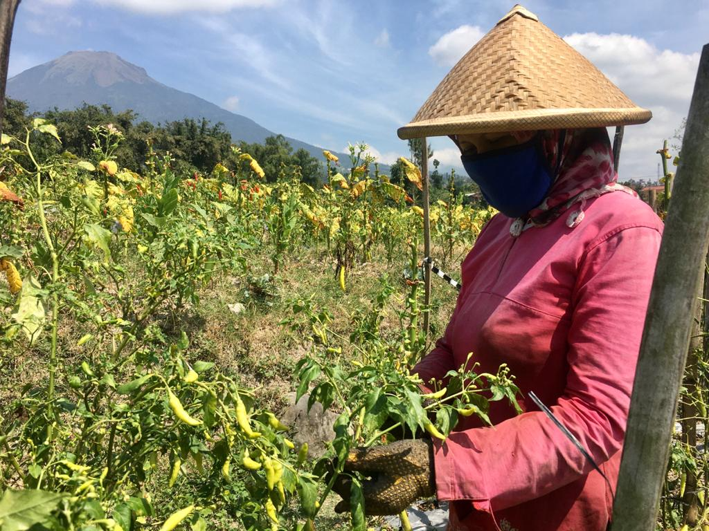 Harga Cabai Ditingkat Petani Mulai Merangkak Naik