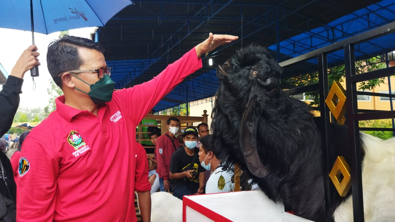 Dinkopdag Gelar Kontes Kambing PR Temanggung