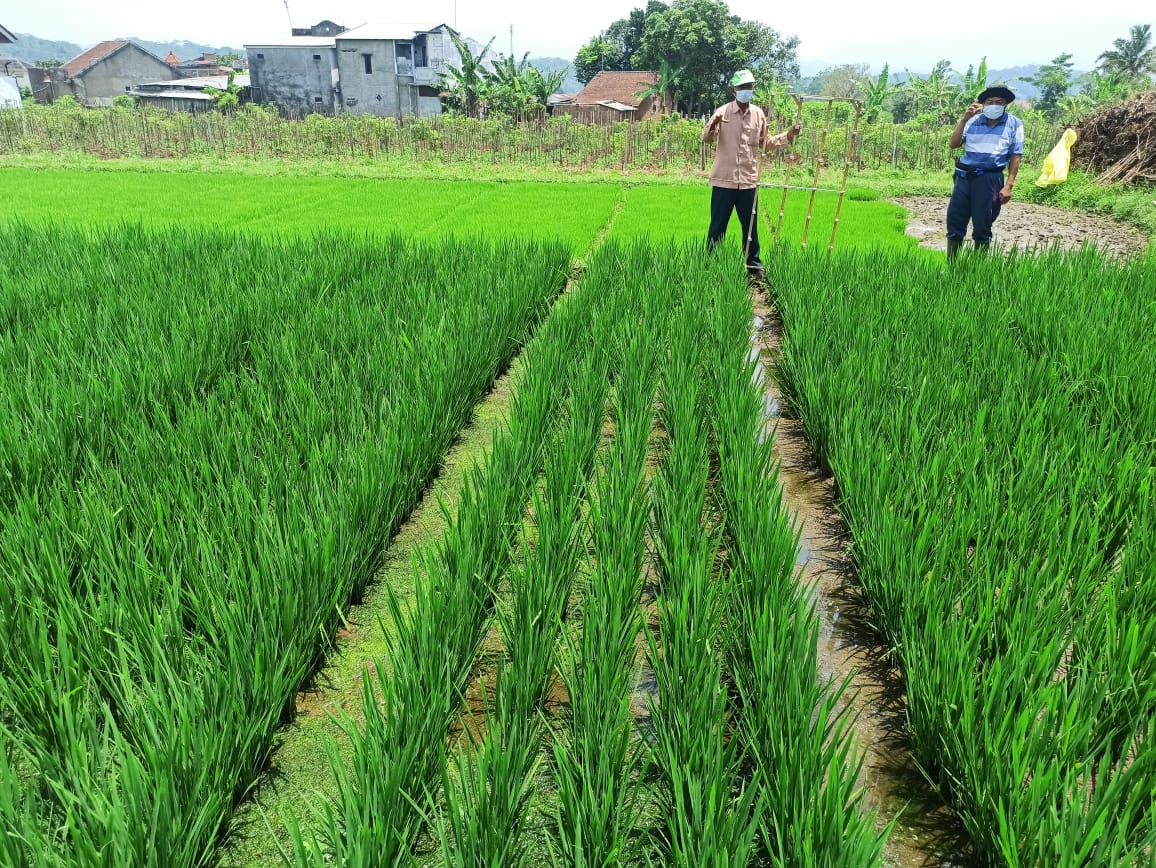 Blak 58, Alat Tanam Padi Murah dan Efisien