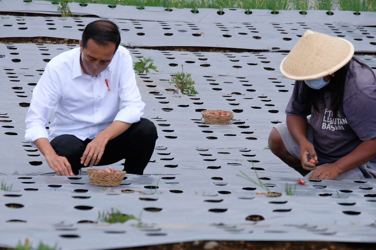 Presiden Tanam Bawang Merah dan Resmikan Embung di Temanggung