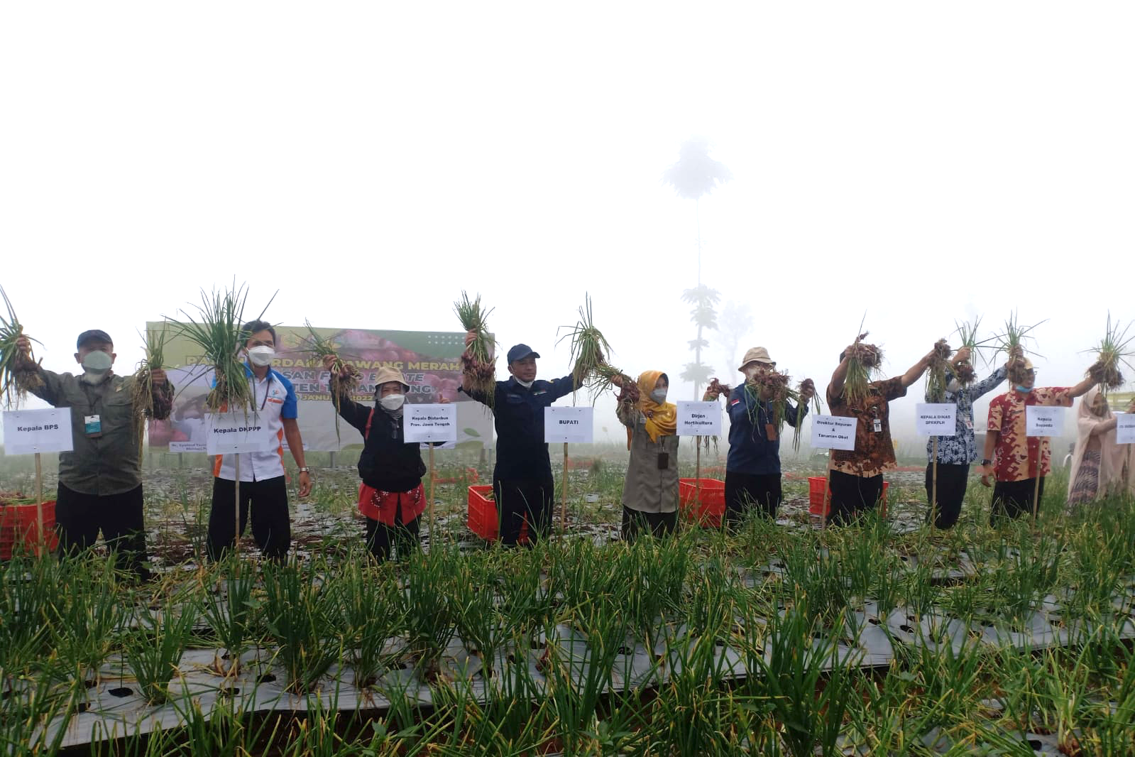 Hasil Panen Bawang Merah Program Food Estate Capai 15,7 ton/hektare