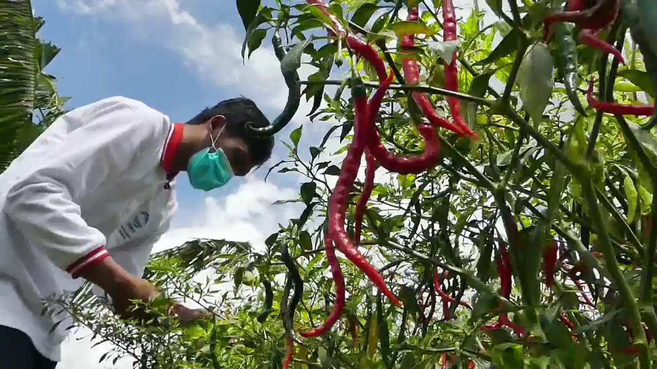 Harga Cabai di Tingkat Petani Merangkak Naik