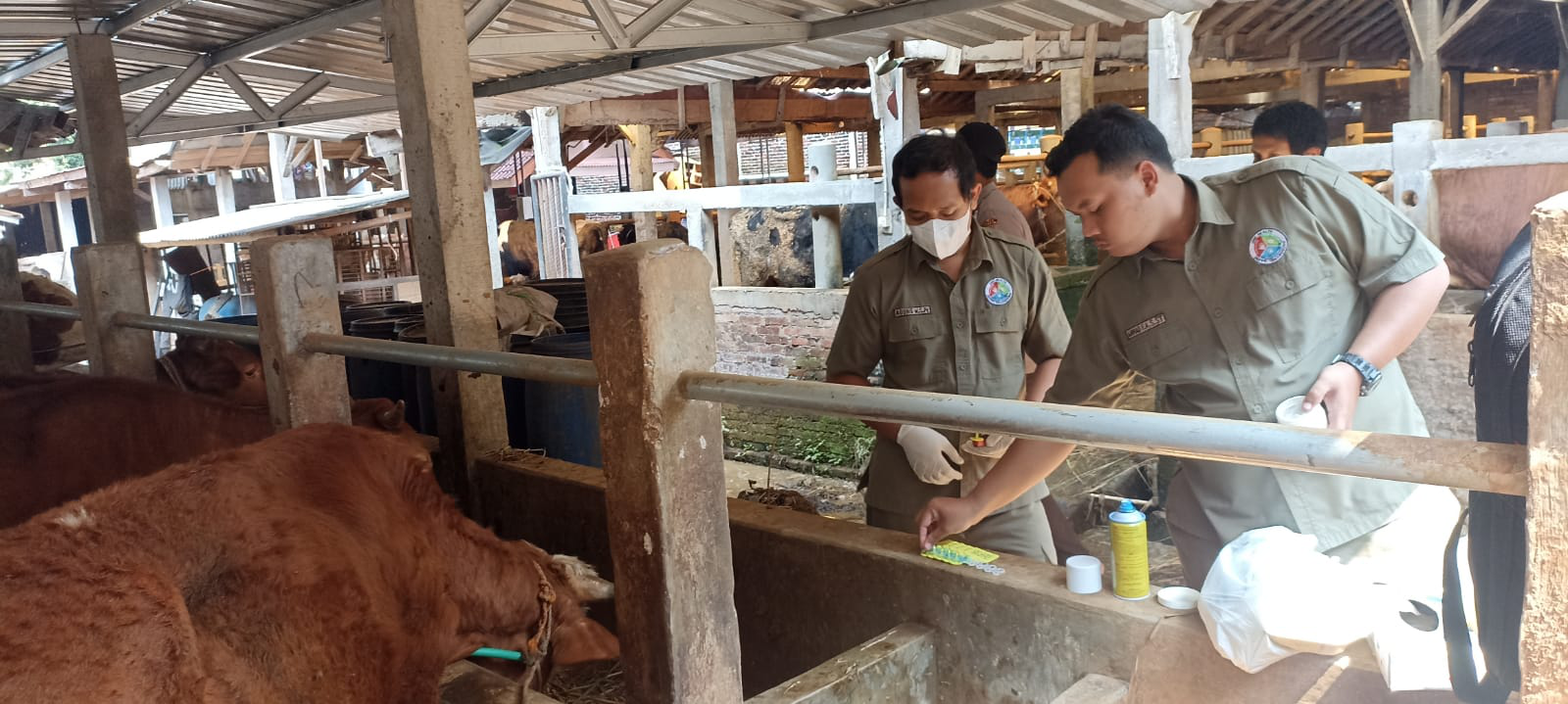 Pasar Hewan Kembali Dibuka