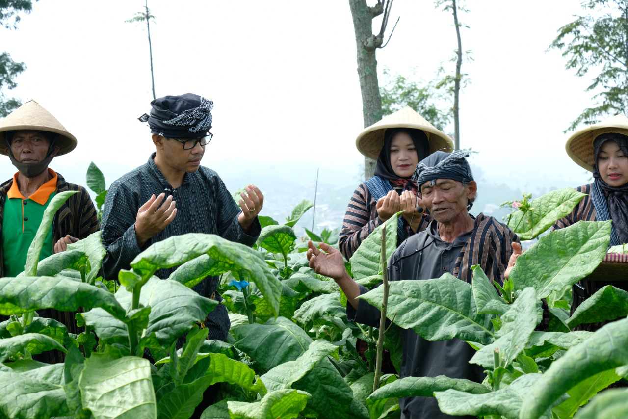 Ritual Wiwit Mbako Awali Masa Panen Tembakau