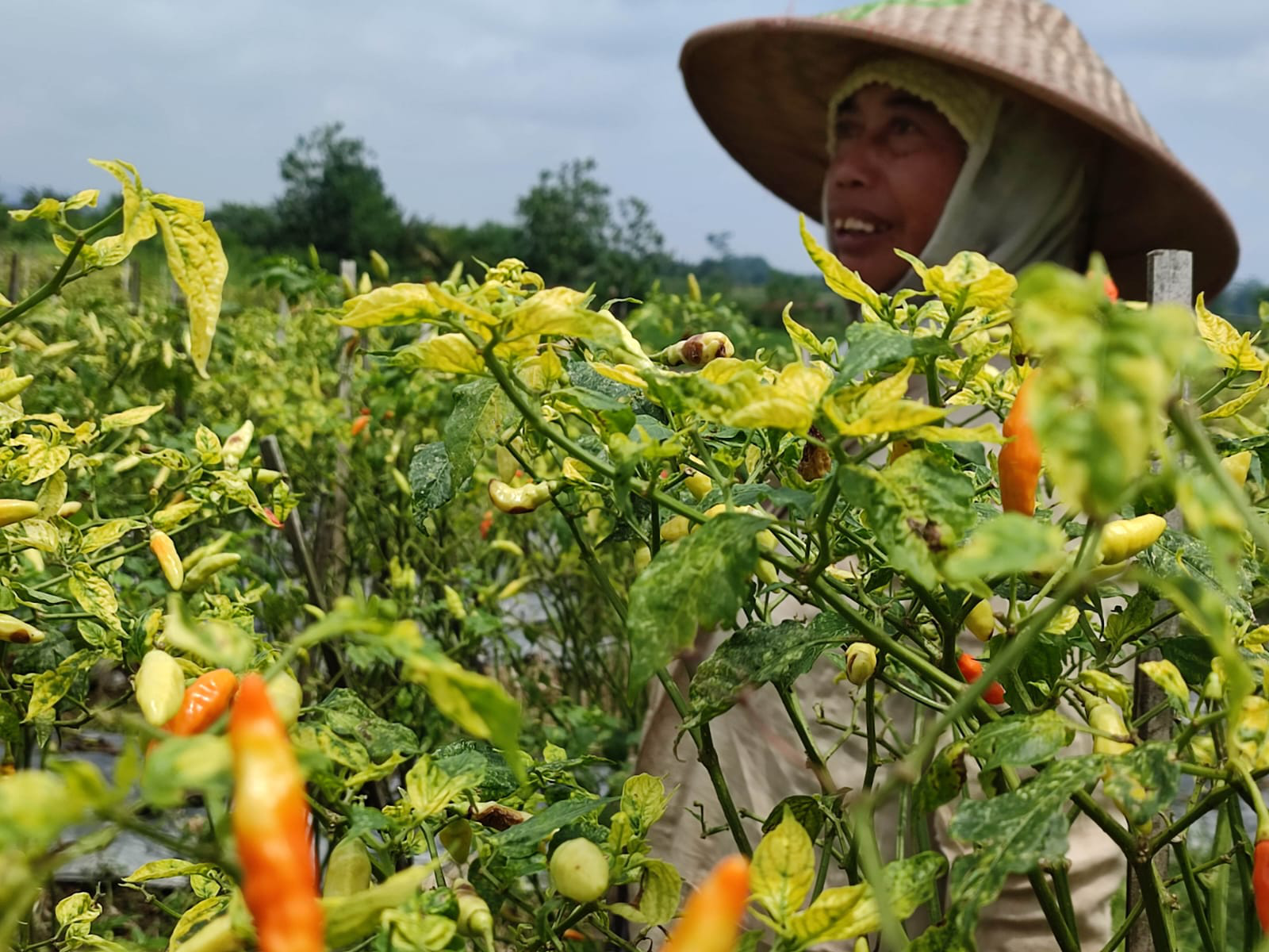 Petani Cabai Sambut Antusias Kenaikkan Harga