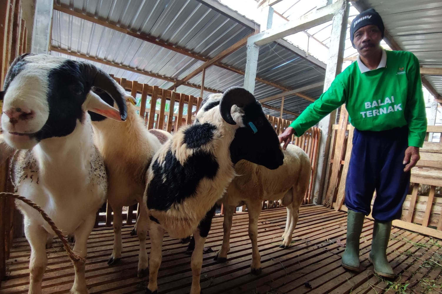 Temanggung Siap Penuhi Hewan Kurban