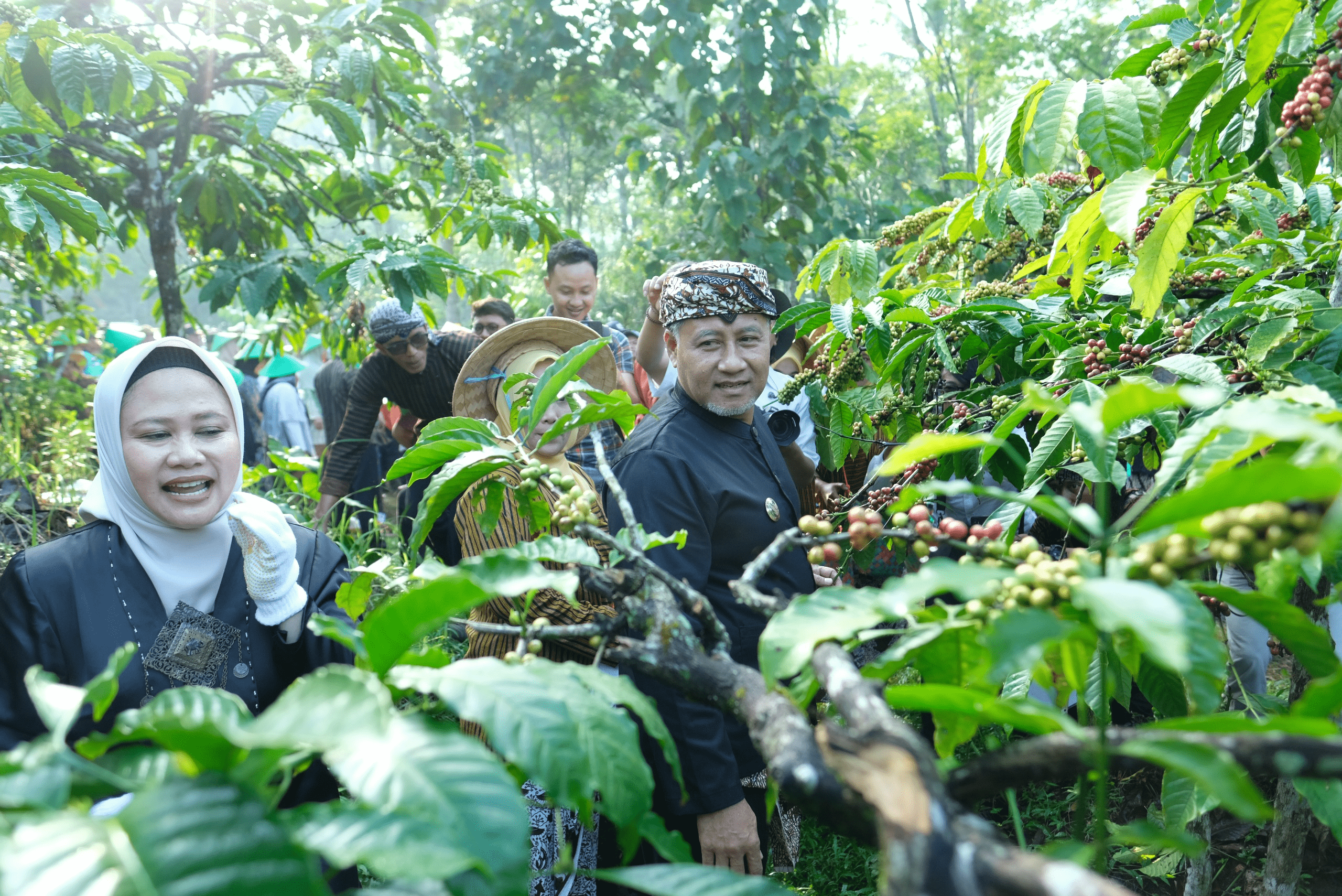 Adhidaya Kopi Gemawang Adhikari, Festival Sambut Panen Kopi