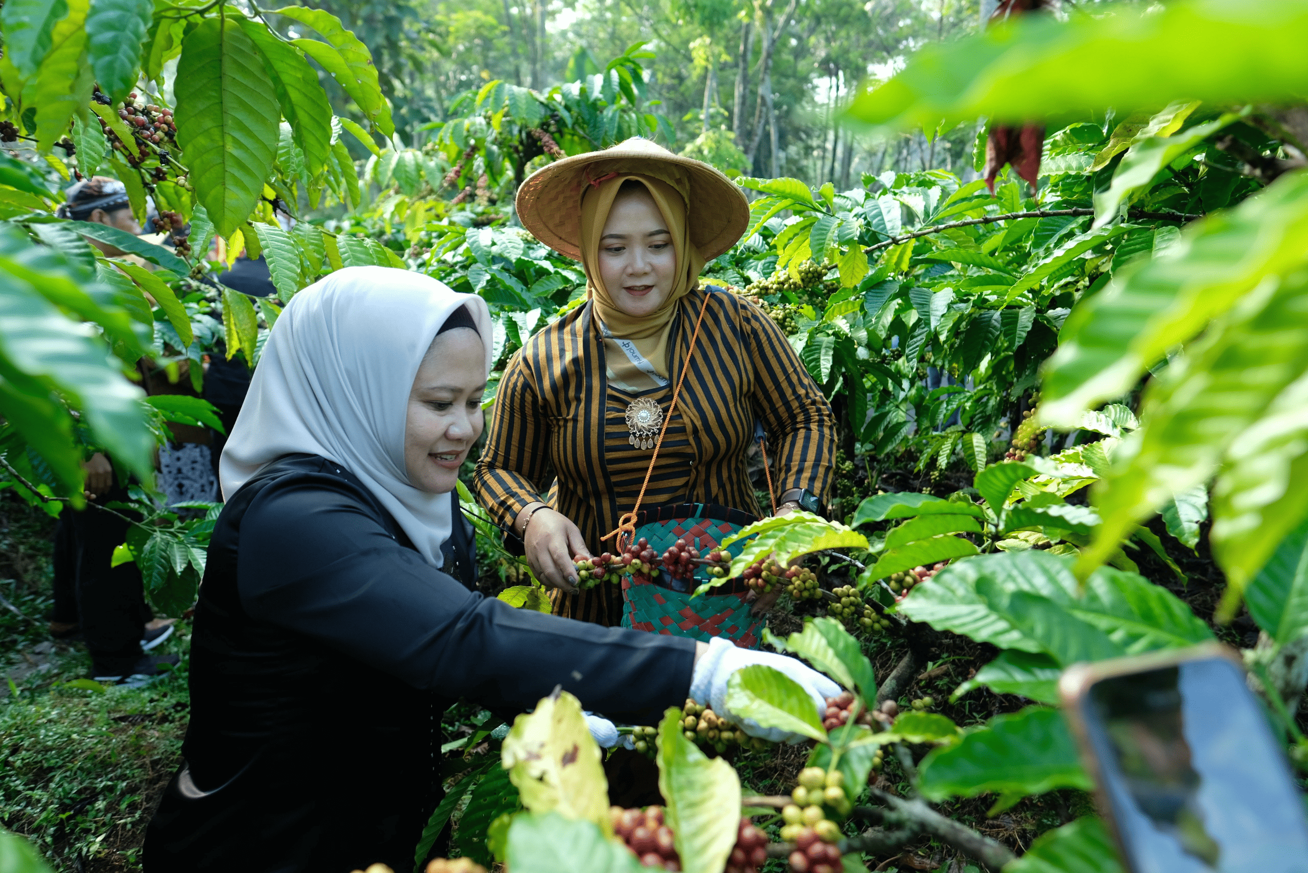 Festval Petik Kopi, Representasikan Masa Depan Cerah Petani Robusta