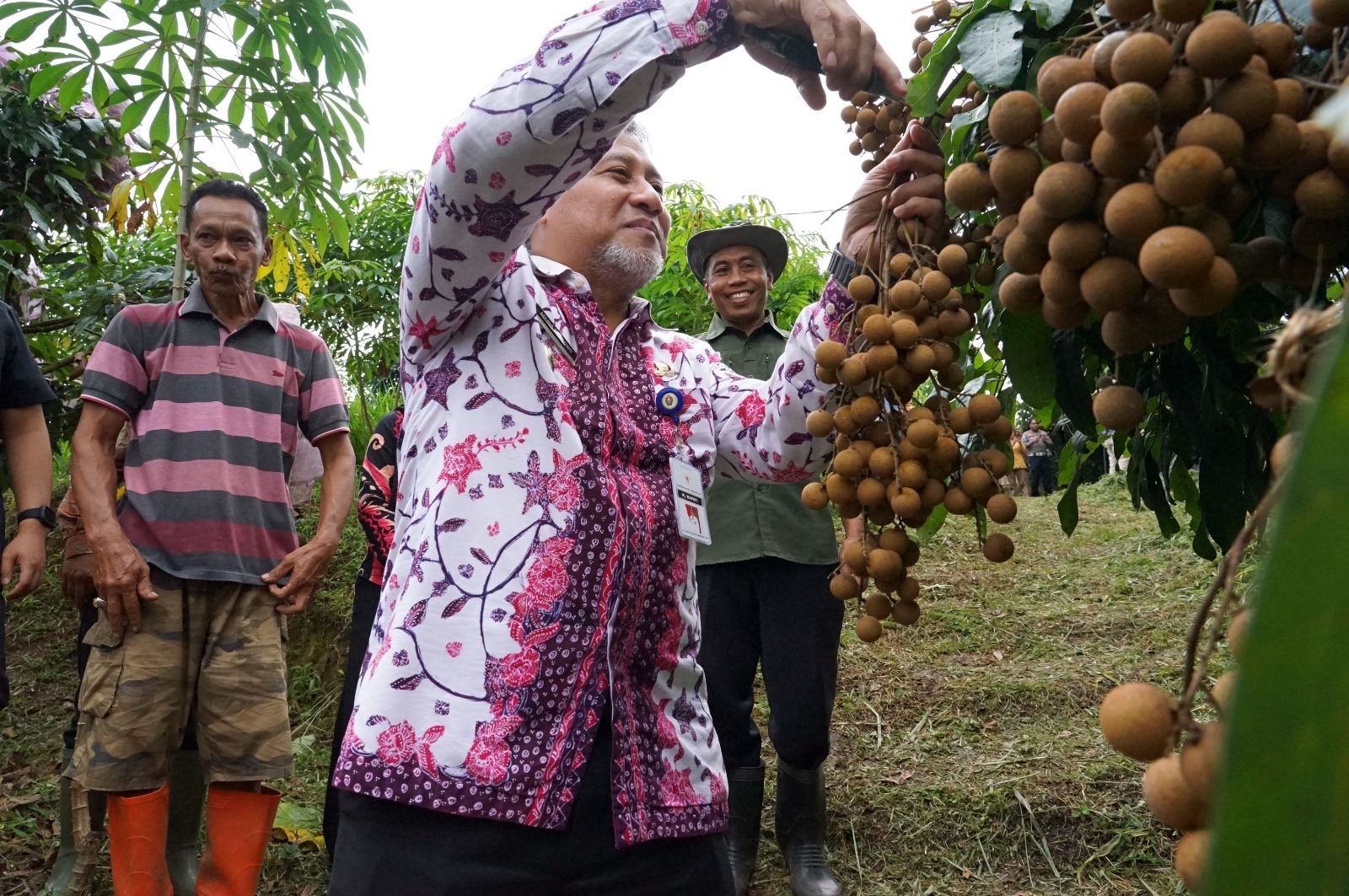 Klengkeng Kristal Komoditas Unggulan dengan Cita Rasa Manis dan Segar