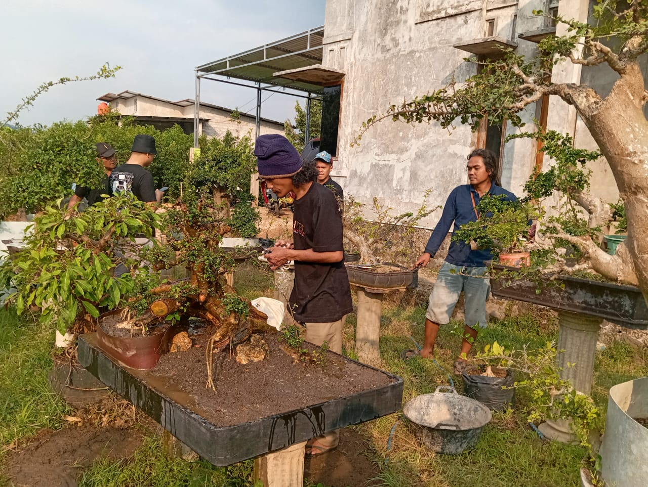 Bonsai, Tanaman Unik Menarik dengan Banyak Penggemar