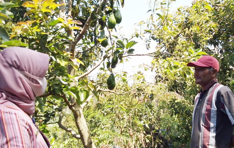 Almond, Kelola Kebun Alpukat Kualitas Unggul