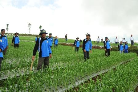 Temanggung Menjadi Tempat Pengembangan Benih Bawang Putih Nasional