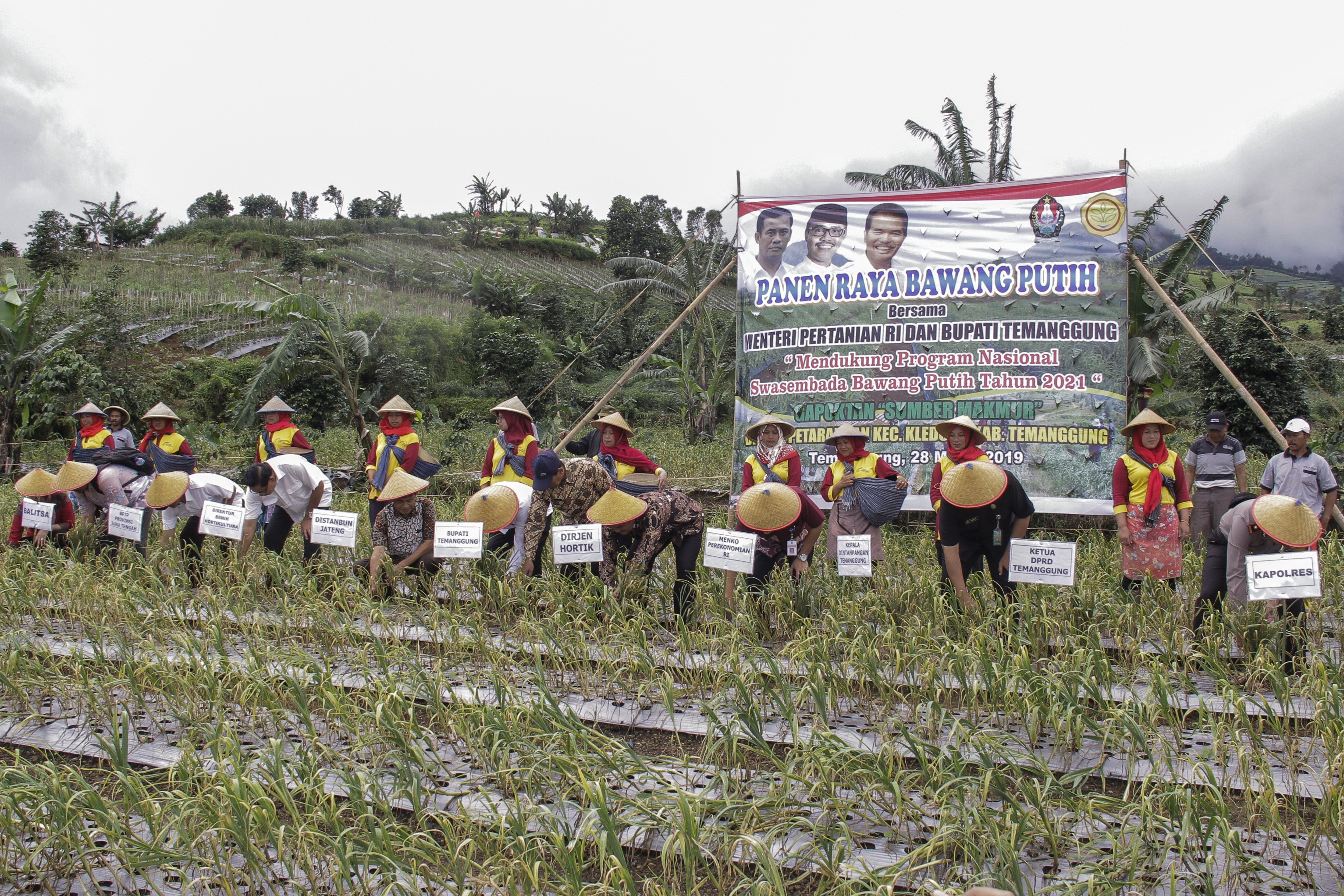 Targetkan Swasembada Bawang Putih 2021, Kementan Genjot Produksi Bawang Putih Temanggung