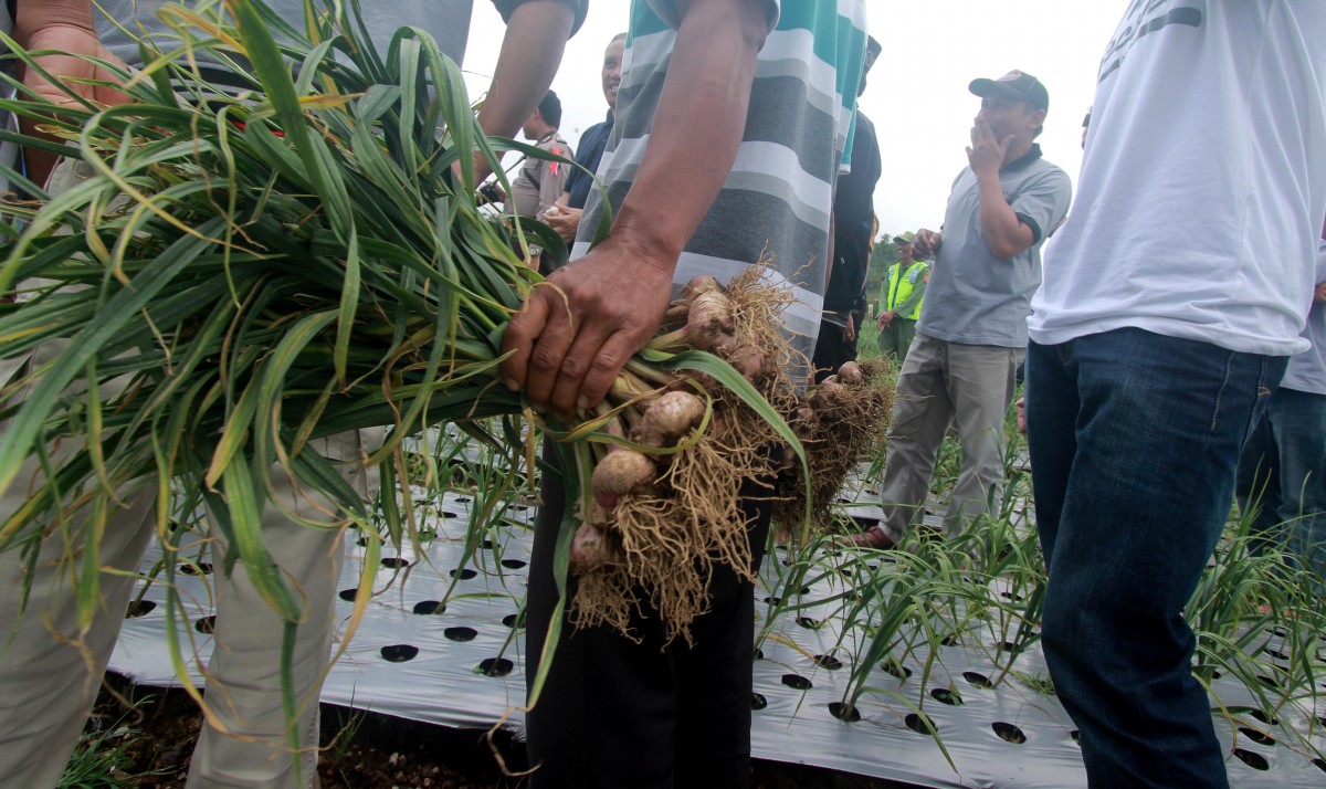 Petani Bawang Putih Berharap Pemerintah Tinjau Penetapan Harga Bawang Putih 