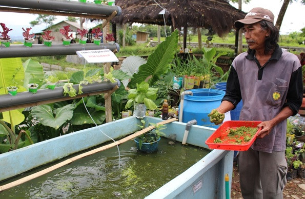 Budidaya Lele Tanpa Keluhan Bau