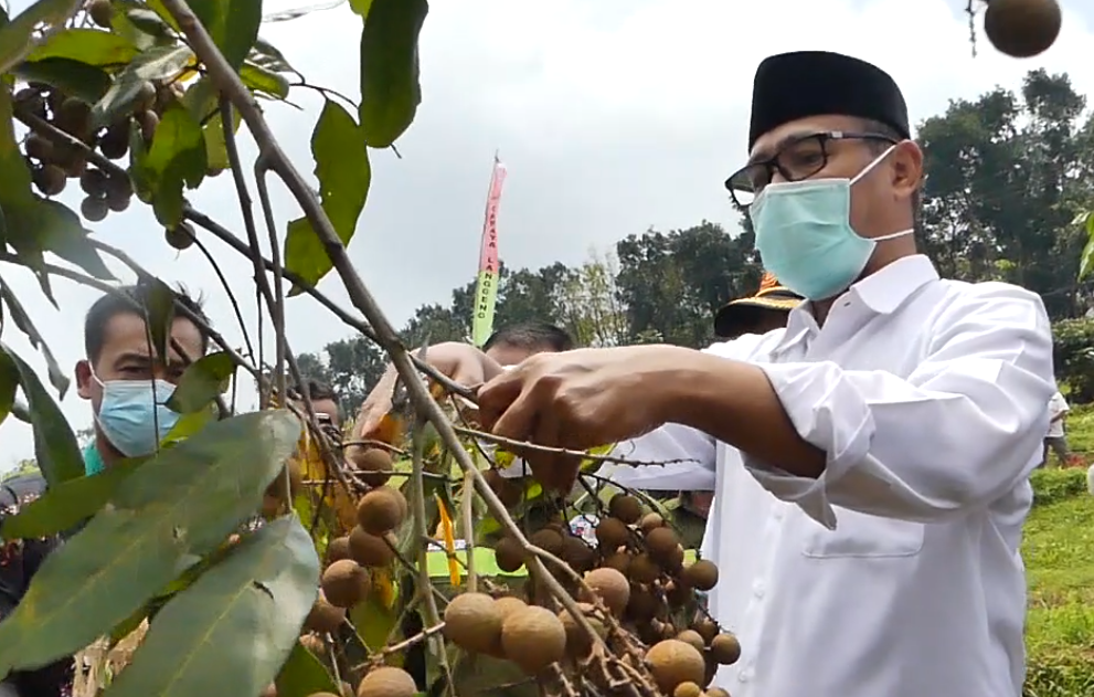 Bupati: Petik Buah Kelengkeng Jadi Andalan Pariwisata Temanggung