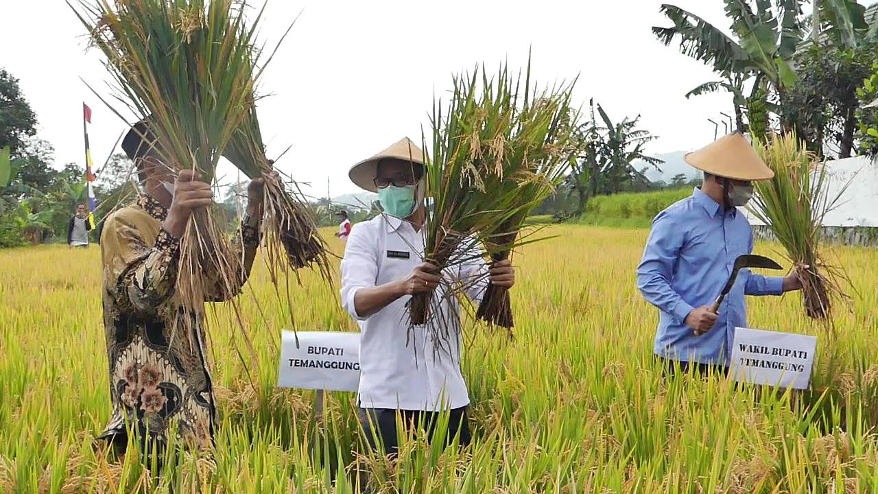 Target Produksi Tercapai, Temanggung Surplus Gabah 20 Ribu Ton