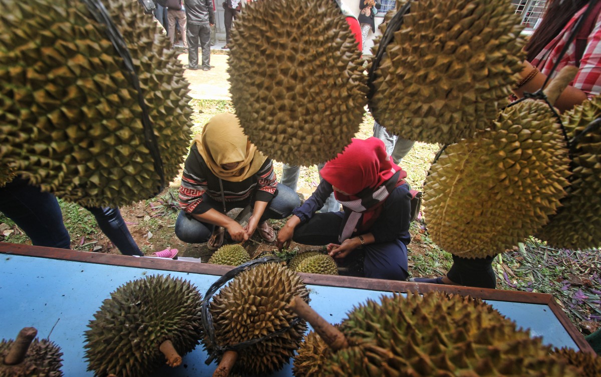 DESA PURWOSARI ADAKAN FESTIVAL DURIAN LOKAL