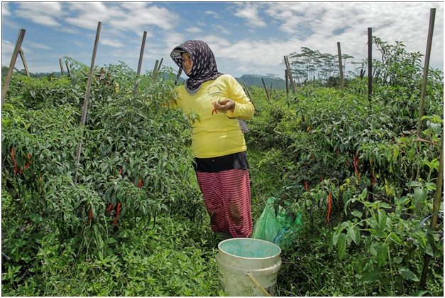 Harga Cabai Turun, Petani Terpuruk