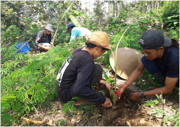 KTM Almond Dipercaya Sebagai Tempat Penelitian Pohon Pisang