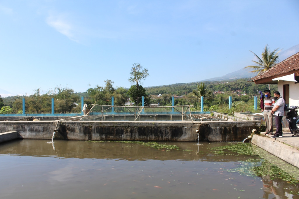 Tanah Bengkok Disulap Jadi Tempat Pembibitan dan Kolam Ikan Nila