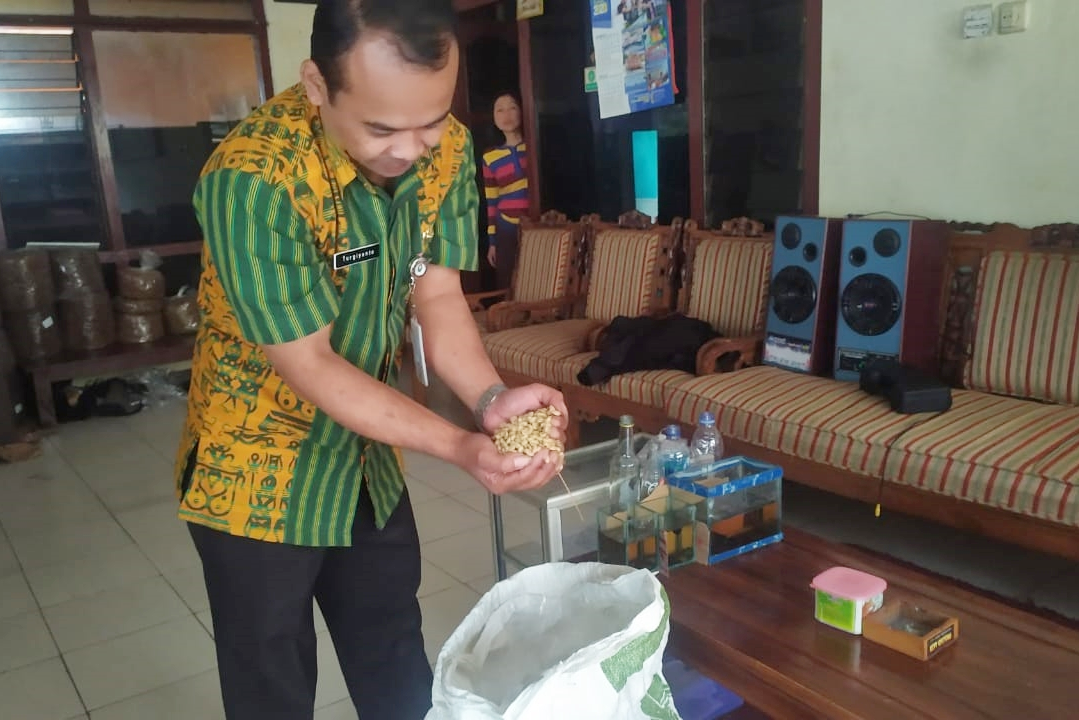 Sipetung, Kopi Temanggung Beraroma Daun Tembakau