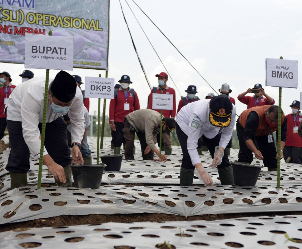 SLI Tingkatkan Produktivitas Bawang Merah Temanggung