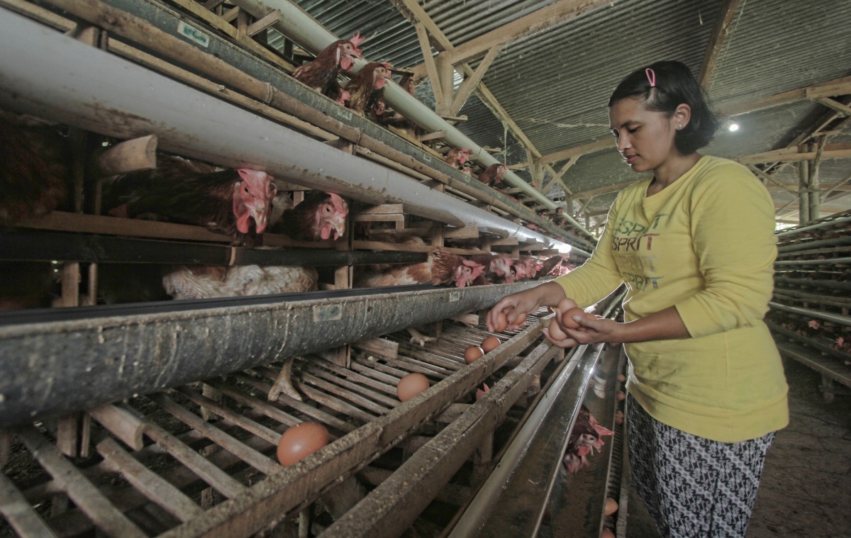 Peralihan musim Harga telur ayam cenderung naik